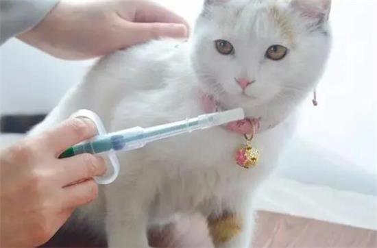 自己治疗猫瘟用什么药最有效