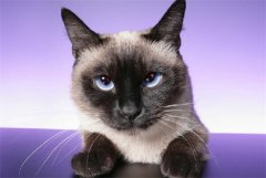 <b>紫色眼睛的猫是什么品种</b>