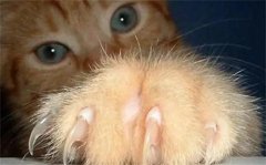 指甲猫是什么品种