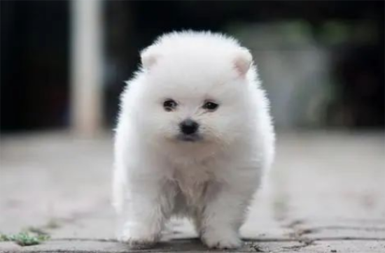 幼犬到家乱叫不停？教你三招，狗狗变乖宝宝！