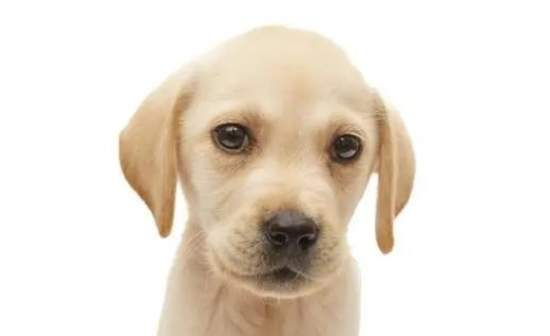 幼犬到家乱叫不停？教你三招，狗狗变乖宝宝！