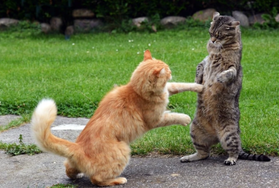 怎么判断猫打架还是玩耍