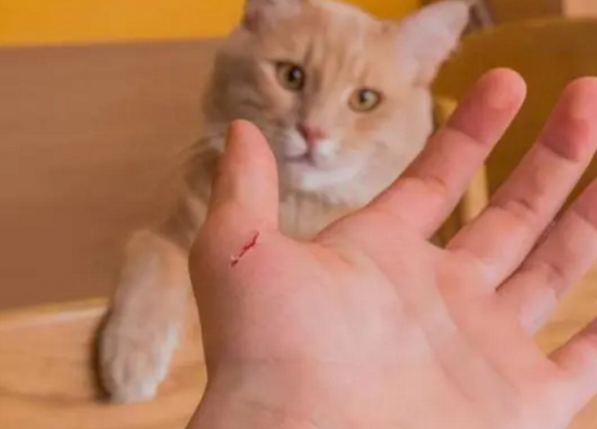 怎么判断被猫抓伤有没有事