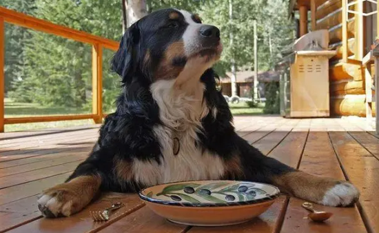 怎么教狗吃饭时等待