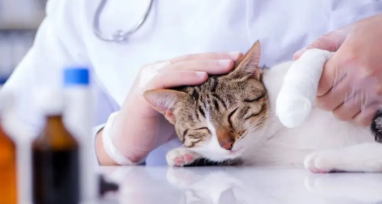 猫呼吸道疾病症状与诊断