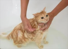 <b>猫咪洗澡的秘密：年龄、频率与技巧全掌握！</b>