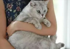 怎么抱猫咪它会舒服