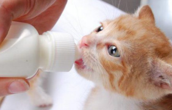 幼猫能喝纯牛奶吗