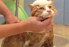 幼猫什么时候可以洗澡