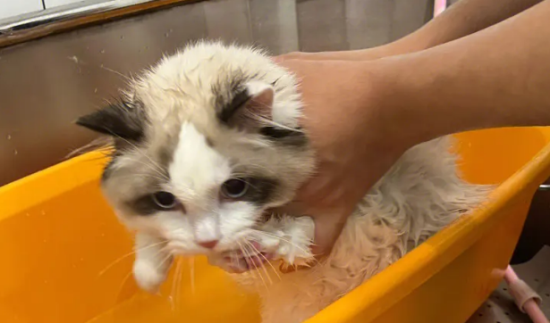 幼猫太脏了不能洗澡怎么办