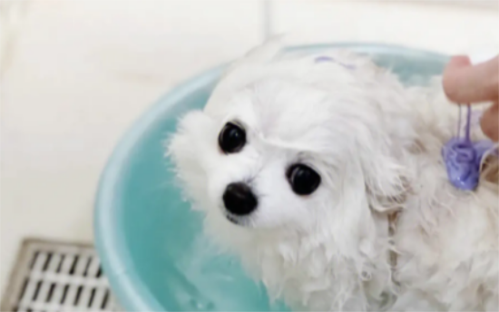 一个月的小狗可以洗澡吗