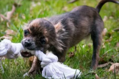 携带狂犬病的狗能活多久