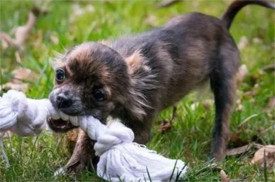 携带狂犬病的狗能活多久