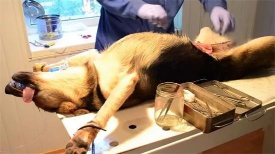 雄性狗什么时候做绝育比较好