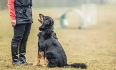 训狗10句口诀