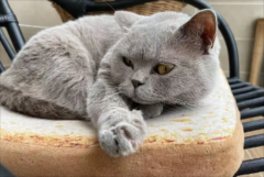 <b>养猫鼻炎过敏怎么办</b>
