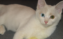 一蓝一黄眼睛的猫
