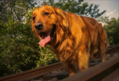 <b>适合家养的犬种？根据自己的喜好来选择</b>