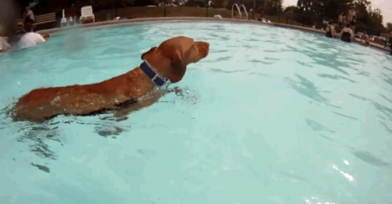 警告！不是所有狗都会游泳，这几种狗游泳就是送命