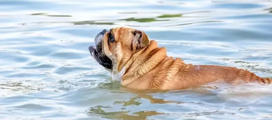警告！不是所有狗都会游泳，这几种狗游泳就是送命