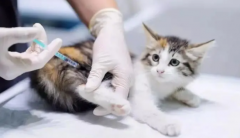 <b>小猫打疫苗多少钱一针</b>
