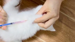 小猫打疫苗需要打几针多少钱