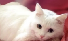 为什么白猫不能养