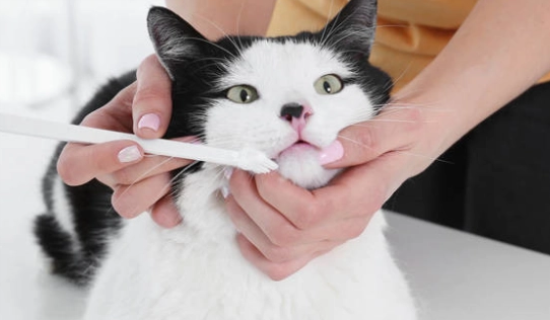 为什么不建议给猫刷牙
