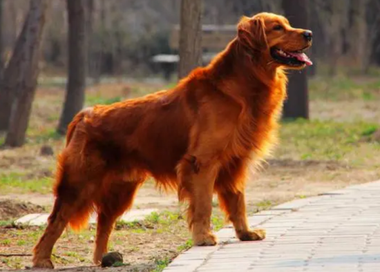 适合家养的宠物犬，请针对自己的需求来购买