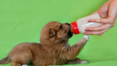 <b>狗狗刚出生怎么喂食？需要特别注意的几个方面</b>