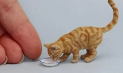 手指猫真的存在吗