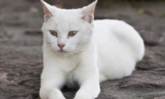 全身雪白的猫是什么品种