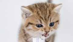 人吃的益生菌猫能吃吗