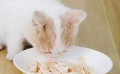 <b>适量给猫喂这7种人类食品，让它“活力四溢”！</b>