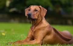 狗携带狂犬病能活多久