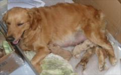 <b>狗狗下崽吃什么食物下奶？</b>