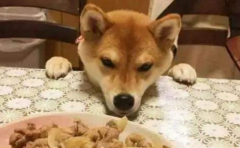 狗为什么不能一日喂三餐