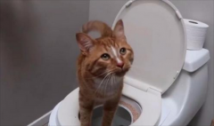 猫总去卫生间叫怎么回事