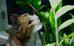 <b>猫最怕什么植物和花草</b>