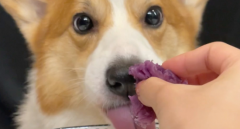 <b>狗可以吃紫薯吗</b>