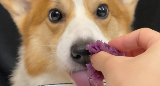 狗可以吃紫薯吗