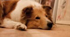 <b>狗脑炎的症状急救方法</b>