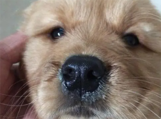 狗流脓鼻涕吃什么药