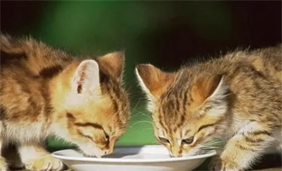 猫一天喝多少水