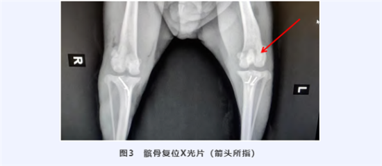 推荐阅读 | 犬髌骨脱位治疗经验分享