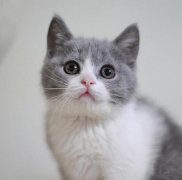 <b>蓝眼白猫多少钱一只？深入了解蓝眼白猫的价值及选购指南</b>