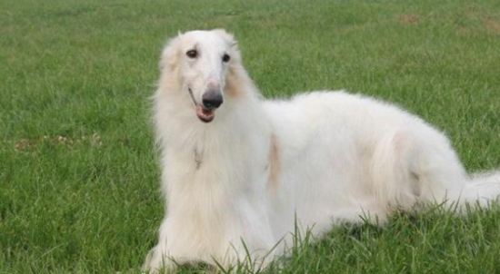 波索尔犬喂养