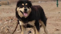 蒙古赘幼犬多少钱一只