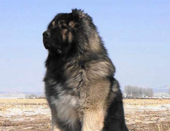世界上最大的狗排名第一