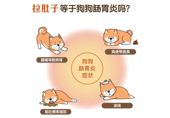 狗狗拉肚子怎麽办？秒懂9种常见原因、有效照顾的方式一次看懂